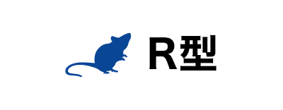 R型