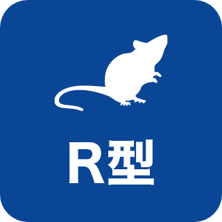 R型