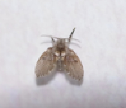 Psychodidae 