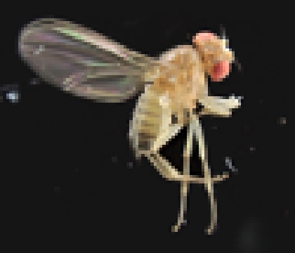 Drosophilidae