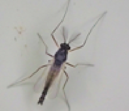 Chironomidae